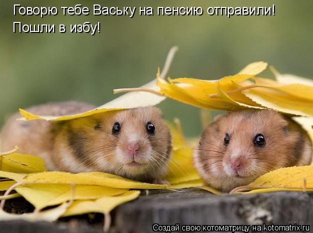 Говорю тебе Ваську на пенсию отправили! Пошли в избу!... Котоматрица: Говорю тебе Ваську на пенсию отправили! Пошли в избу!
