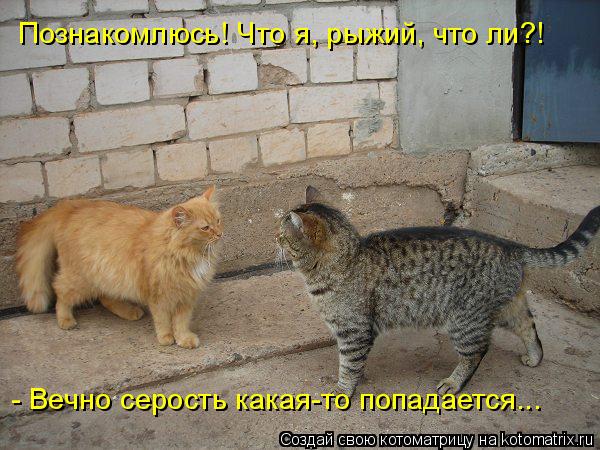 Познакомлюсь! Что я, рыжий, что ли?! - Вечно серость какая-то попадается...... Котоматрица: Познакомлюсь! Что я, рыжий, что ли?! - Вечно серость какая-то попадается...