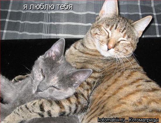 я люблю тебя... Котоматрица: я люблю тебя