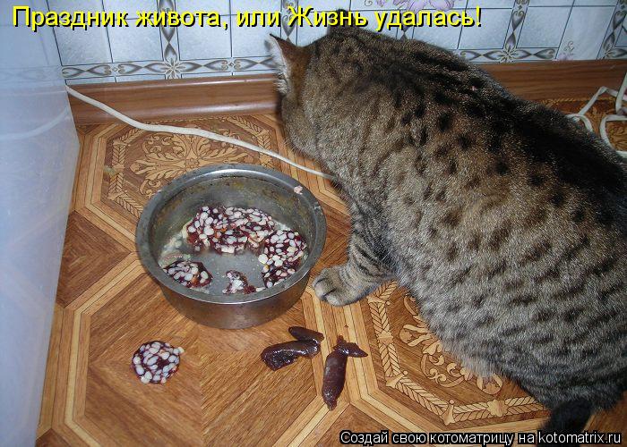 Праздник живота, или Жизнь удалась!... Котоматрица: Праздник живота, или Жизнь удалась!