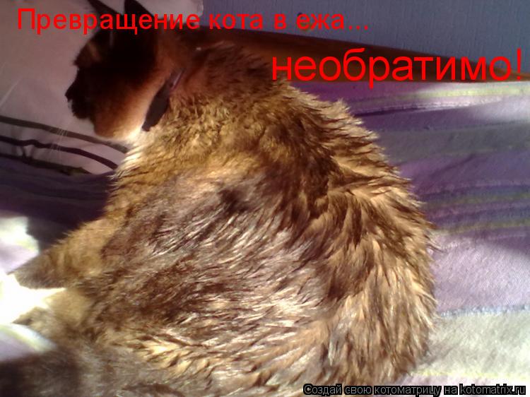 Котоматрица: Превращение кота в ежа... необратимо!