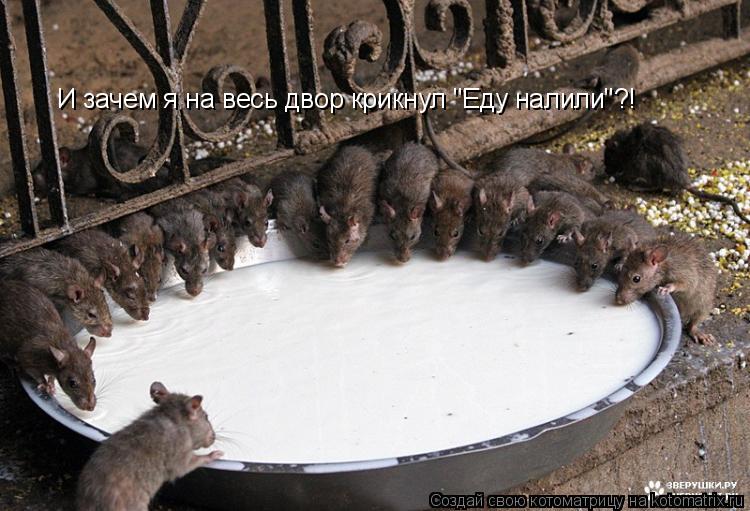 Котоматрица: И зачем я на весь двор крикнул "Еду налили"?!