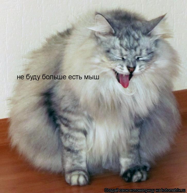 Котоматрица: не буду больше есть мыш