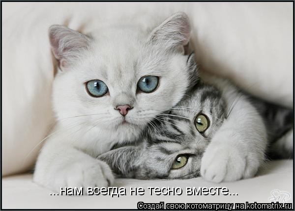 Котоматрица: ...нам всегда не тесно вместе...