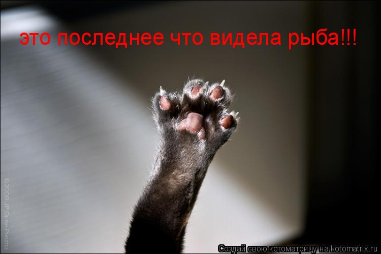 Котоматрица: это последнее что видела рыба!!!