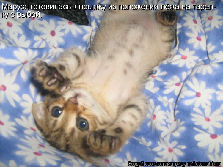 Котоматрица: Маруся готовилась к прыжку из положения лёжа на тарел- ку с рыбой.