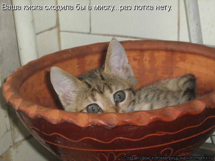 Котоматрица: Ваша киска сходила бы в миску...раз лотка нету.