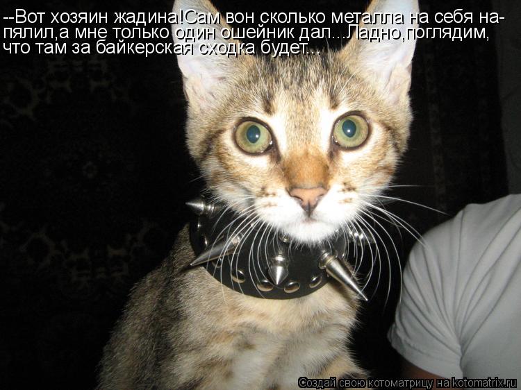 --Вот хозяин жадина!Сам вон сколько металла на себя на- пялил,а мне только один ошейник дал...Ладно,п... Котоматрица: --Вот хозяин жадина!Сам вон сколько металла на себя на- пялил,а мне только один ошейник дал...Ладно,поглядим, что там за байкерская сходка буд