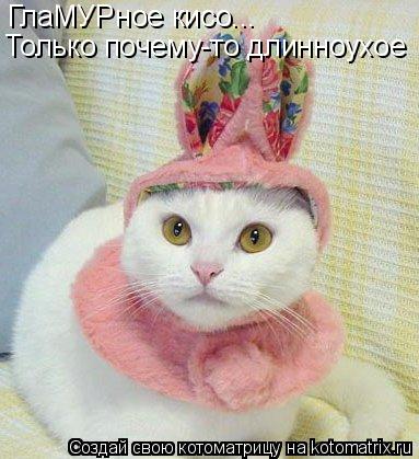 Котоматрица: ГлаМУРное кисо... Только почему-то длинноухое