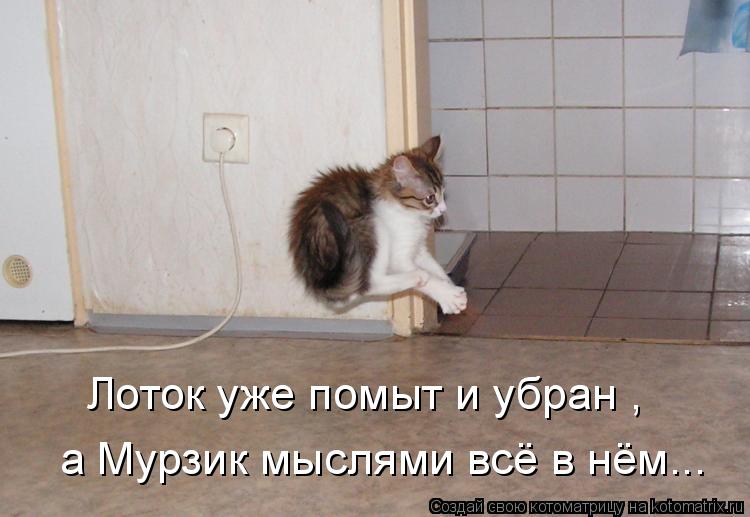 Котоматрица: Лоток уже помыт и убран , а Мурзик мыслями всё в нём...