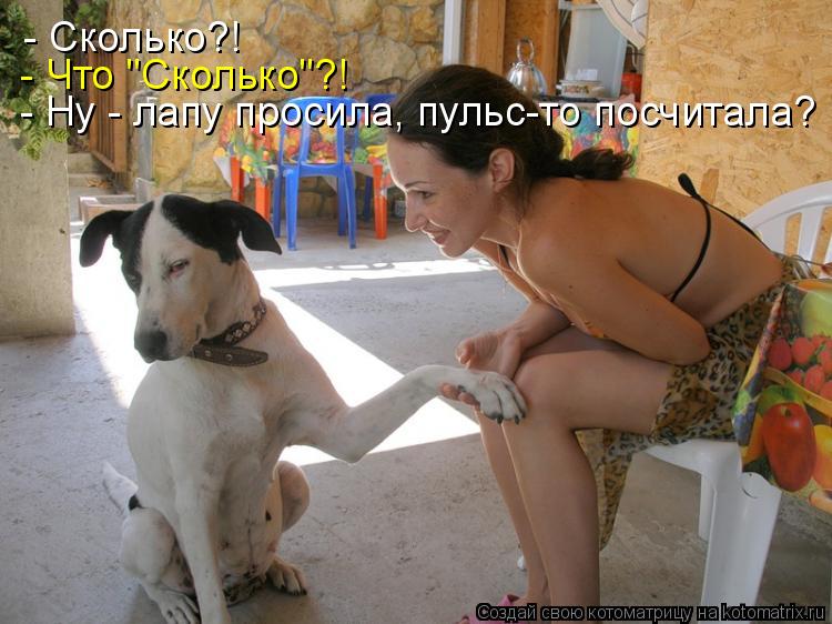 - Сколько?! - Что "Сколько"?! - Ну - лапу просила, пульс-то посчитала?... Котоматрица: - Сколько?! - Что "Сколько"?! - Ну - лапу просила, пульс-то посчитала?