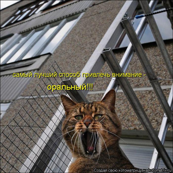 самый лучший способ привлечь внимание - оральный!!!... Котоматрица: самый лучший способ привлечь внимание - оральный!!!