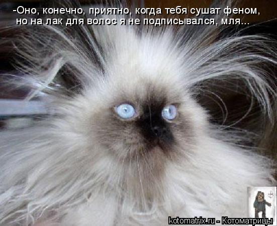 -Оно, конечно, приятно, когда тебя сушат феном, но на лак для волос я не подписывался, мля...... Котоматрица: -Оно, конечно, приятно, когда тебя сушат феном, но на лак для волос я не подписывался, мля...