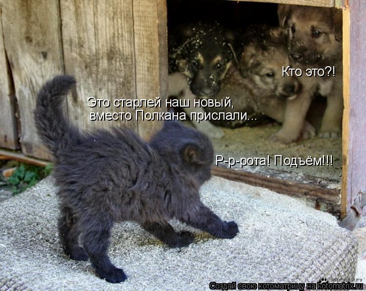 Р-р-рота! Подъём!!! Кто это?! Это старлей наш новый, вместо Полкана прислали...... Котоматрица: Р-р-рота! Подъём!!! Кто это?! Это старлей наш новый, вместо Полкана прислали...