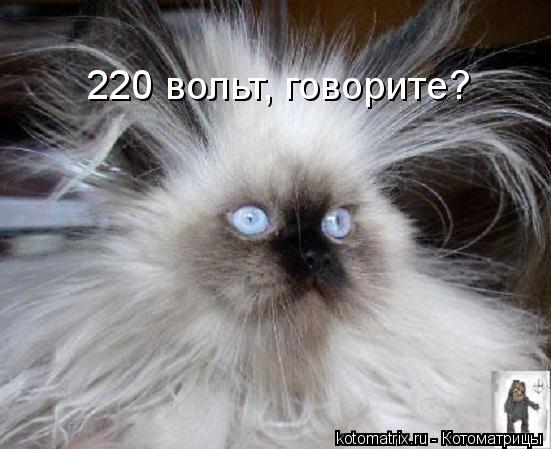 220 вольт, говорите?... Котоматрица: 220 вольт, говорите?