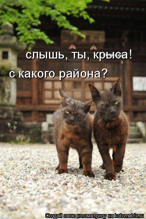 слышь, ты, крыса! слышь, ты, крыса! с какого района?... Котоматрица: слышь, ты, крыса! слышь, ты, крыса! с какого района?