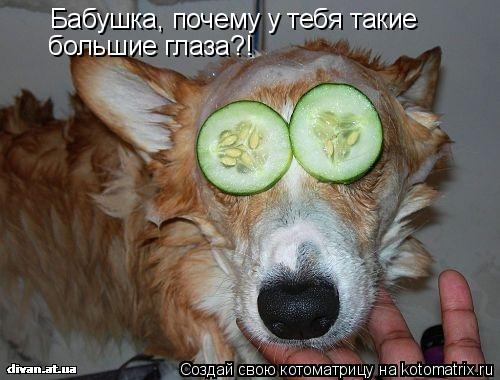 Котоматрица: Бабушка, почему у тебя такие большие глаза?!