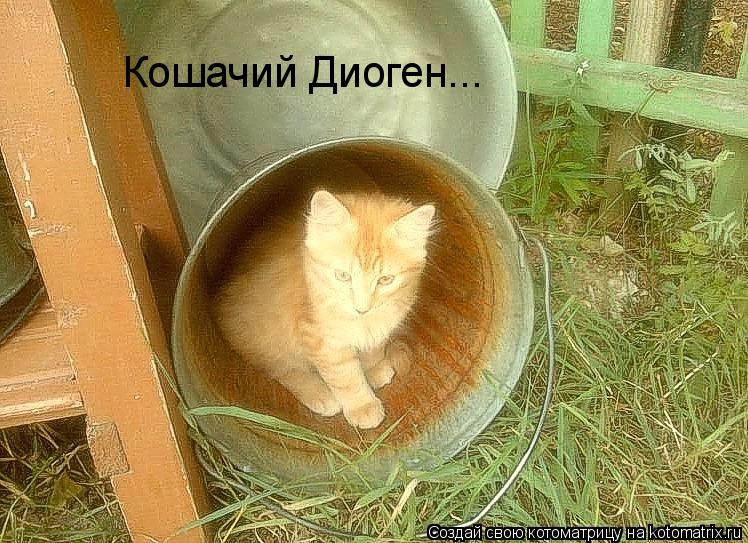 Котоматрица: Кошачий Диоген...