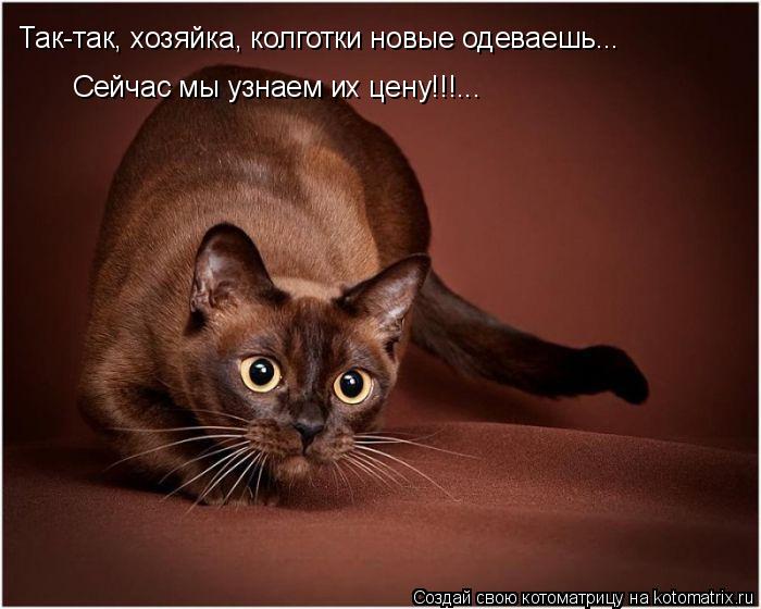 Котоматрица: Так-так, хозяйка, колготки новые одеваешь... Сейчас мы узнаем их цену!!!...