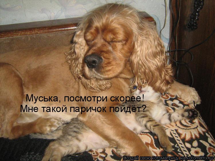 Котоматрица: Муська, посмотри скорее!  Мне такой паричок пойдёт?