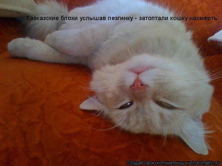 Котоматрица: Кавказские блохи услышав лезгинку - затоптали кошку насмерть