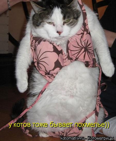 Котоматрица: у котов тоже бывает похмелье))