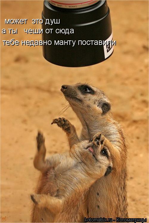 Котоматрица: может  это душ а ты   чеши от сюда тебе недавно манту поставили
