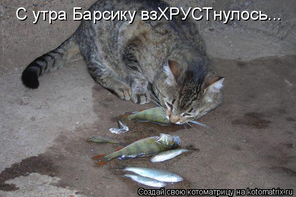С утра Барсику взХРУСТнулось...... Котоматрица: С утра Барсику взХРУСТнулось...