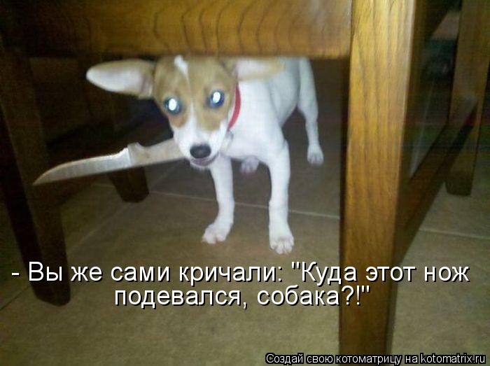 Котоматрица: - Вы же сами кричали: "Куда этот нож  подевался, собака?!"