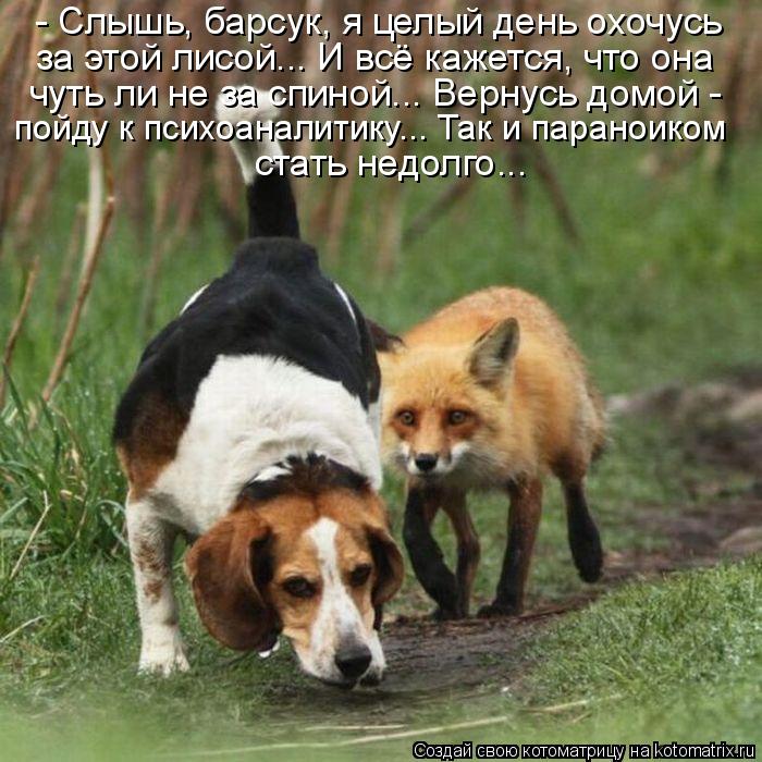 - Слышь, барсук, я целый день охочусь за этой лисой... И всё кажется, что она чуть ли не за спиной...... Котоматрица: - Слышь, барсук, я целый день охочусь за этой лисой... И всё кажется, что она чуть ли не за спиной... Вернусь домой - пойду к психоаналитику... Так