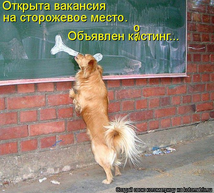 Открыта вакансия на сторожевое место. Объявлен кастинг... / о... Котоматрица: Открыта вакансия на сторожевое место. Объявлен кастинг... / о