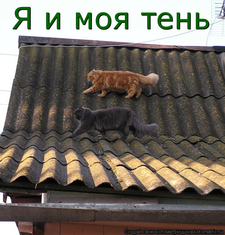 Котоматрица: Я и моя тень