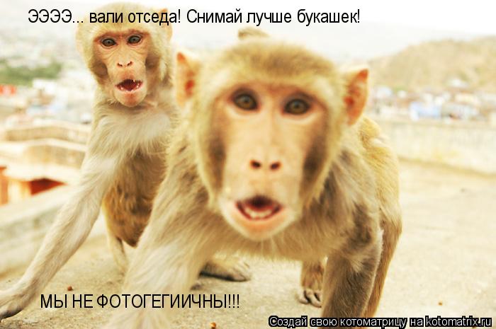 Котоматрица: ЭЭЭЭ... вали отседа! Снимай лучше букашек! МЫ НЕ ФОТОГЕГИИЧНЫ!!!