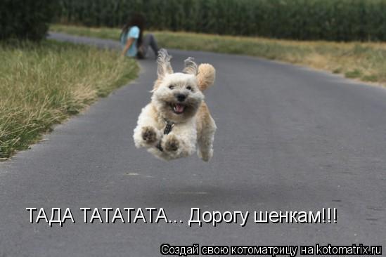 ТАДА ТАТАТАТА... Дорогу шенкам!!!... Котоматрица: ТАДА ТАТАТАТА... Дорогу шенкам!!!