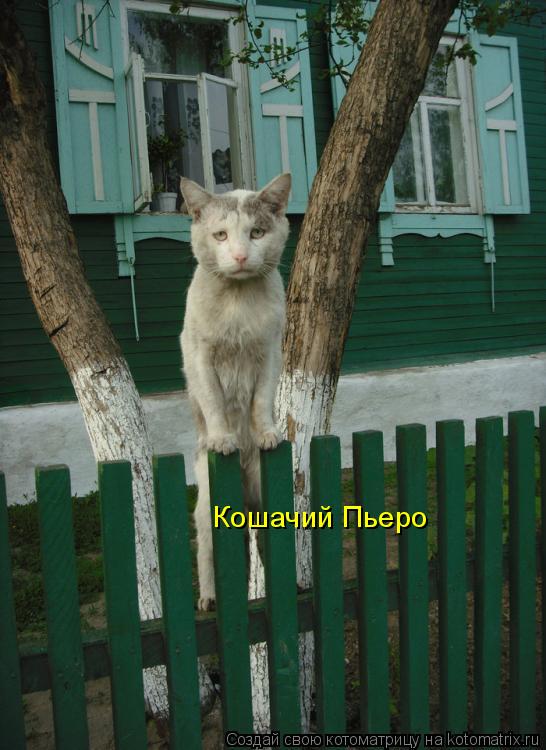 Кошачий Пьеро... Котоматрица: Кошачий Пьеро