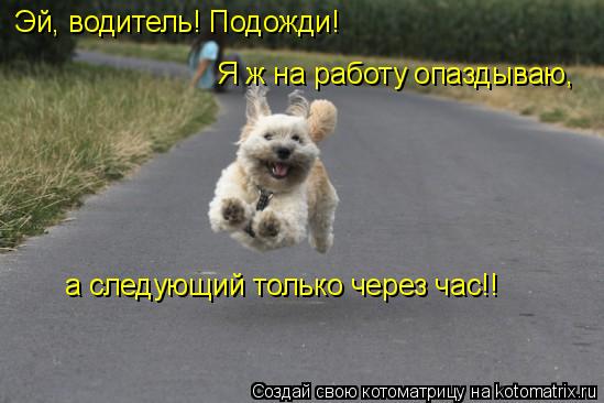 Эй, водитель! Подожди! Я ж на работу опаздываю, а следующий только через час!!... Котоматрица: Эй, водитель! Подожди! Я ж на работу опаздываю, а следующий только через час!!