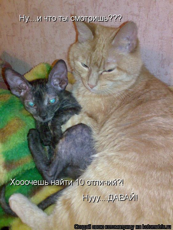 Ну....и что ты смотришь??? Хооочешь найти 10 отличий?! Нууу....ДАВАЙ!... Котоматрица: Ну....и что ты смотришь??? Хооочешь найти 10 отличий?! Нууу....ДАВАЙ!