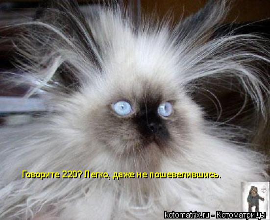 Говорите 220? Легко, даже не пошевелившись.... Котоматрица: Говорите 220? Легко, даже не пошевелившись.