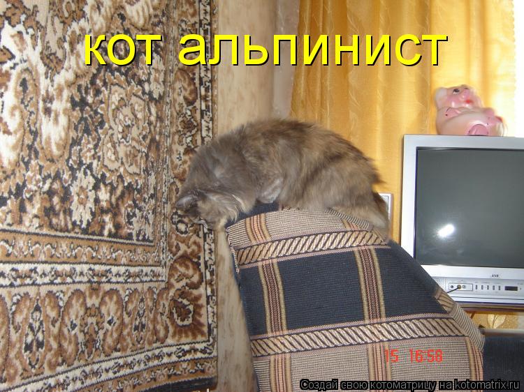 кот альпинист... Котоматрица: кот альпинист
