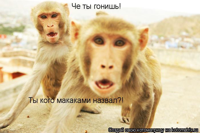 Котоматрица: Ты кого макаками назвал?! Че ты гонишь!