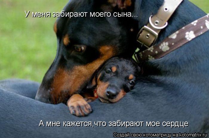 Котоматрица: У меня забирают моего сына... А мне кажется,что забирают мое сердце