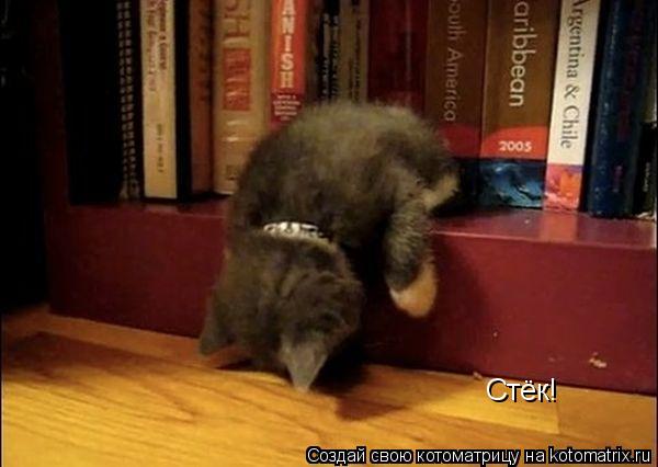 Котоматрица: Стёк!