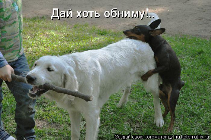 Дай хоть обниму!..... Котоматрица: Дай хоть обниму!..