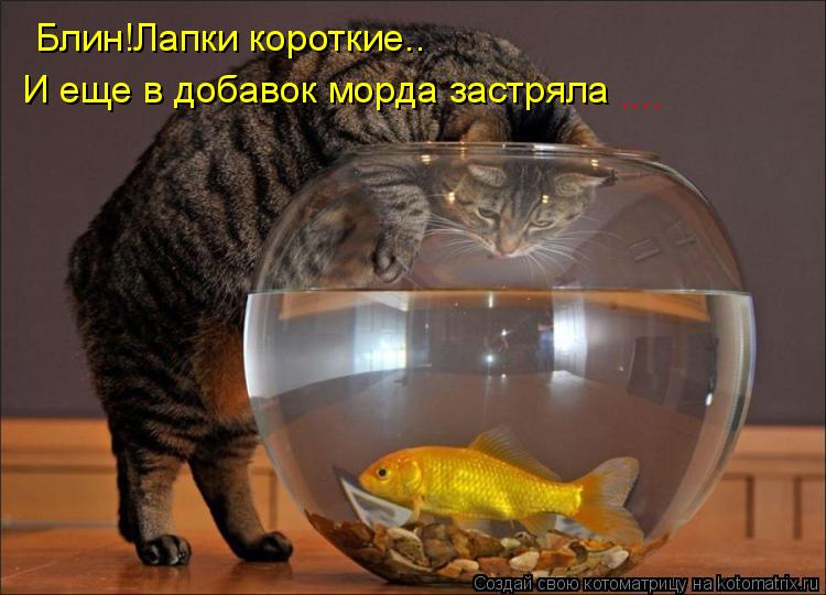 Котоматрица: Блин!Лапки короткие.. И еще в добавок морда застряла ....