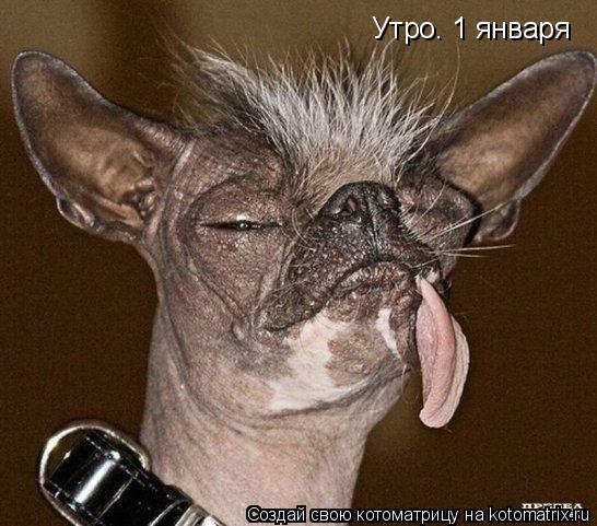 Котоматрица: Утро. 1 января