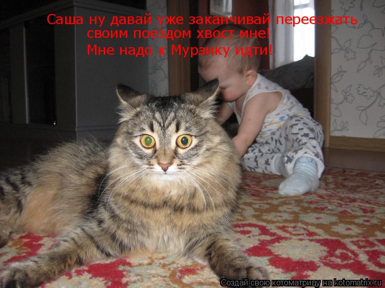 Котоматрица: Саша ну давай уже заканчивай переезжать своим поездом хвост мне! Мне надо к Мурзику идти!