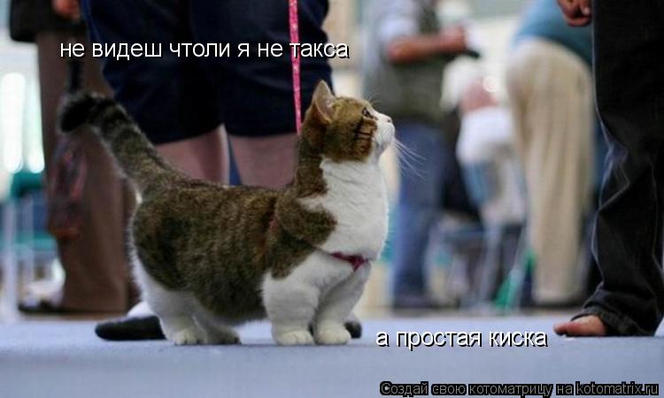 Котоматрица: не видеш чтоли я не такса а простая киска