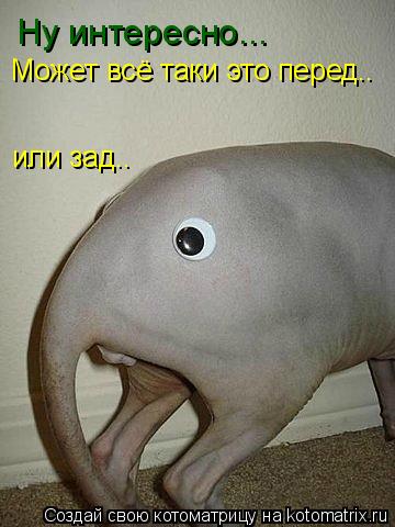 Котоматрица: Ну интересно... Может всё таки это перед.. или зад..
