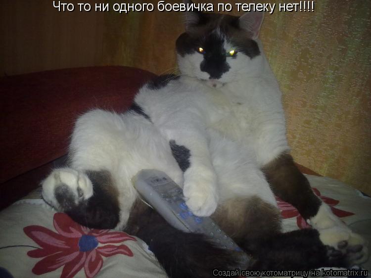 Котоматрица: Что то ни одного боевичка по телеку нет!!!!