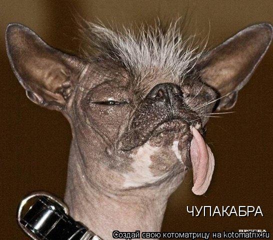 Котоматрица: ЧУПАКАБРА
